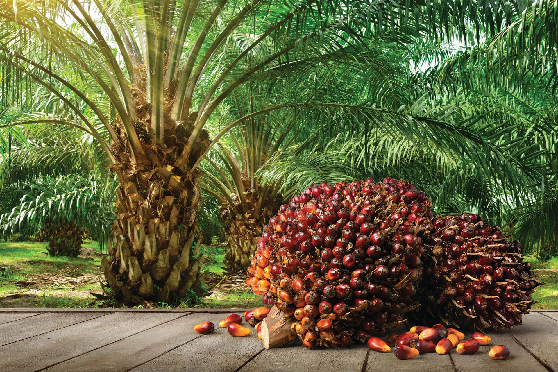 RSPO Rung